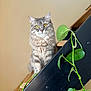 cat, gray_cat, tabby, yellow_eyes, pet, animal, stairs, wooden_stairs, indoor, plant, green_leaves, furniture, curious, portrait, domestic_cat, cute, fluffy, whiskers, sitting, closeup