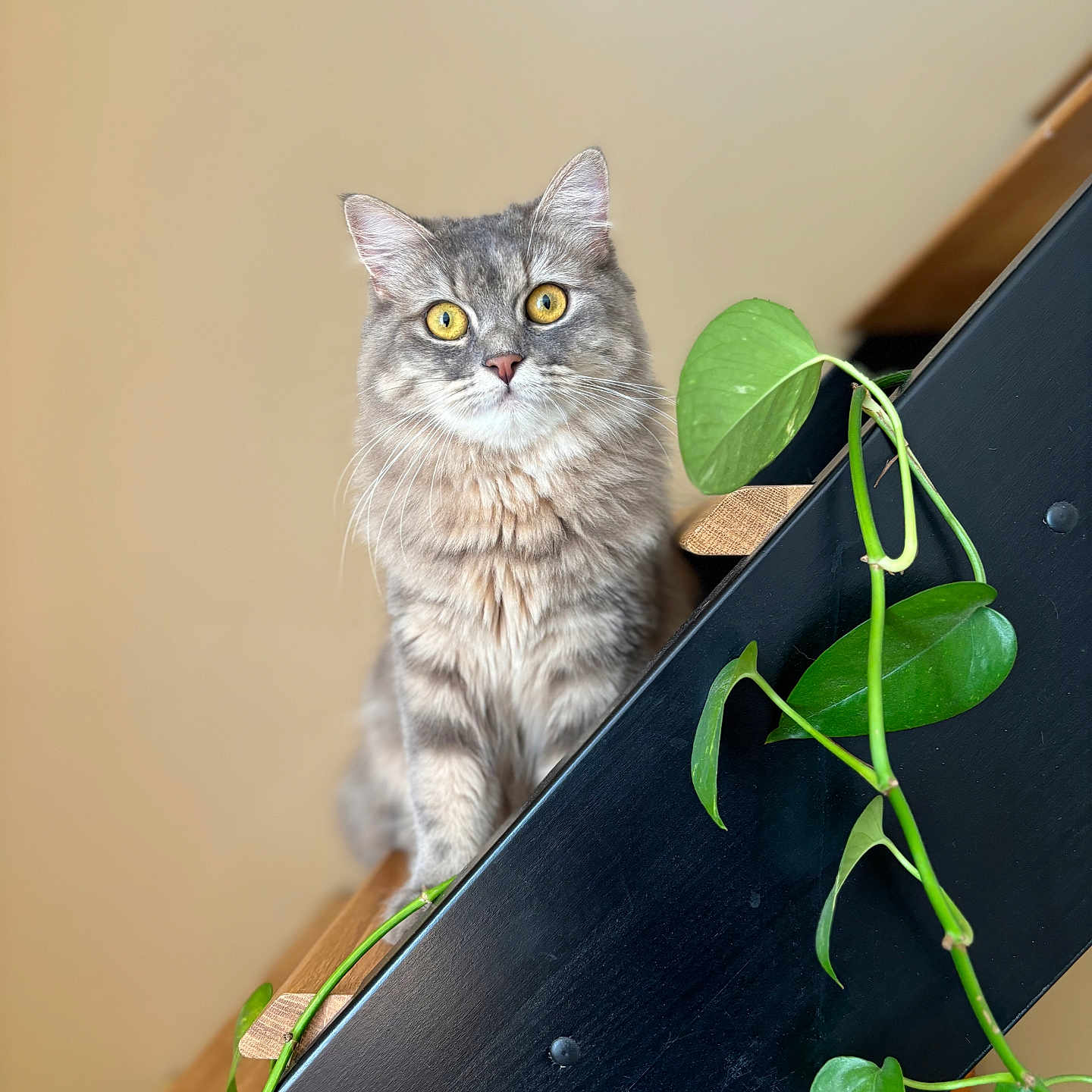 Marley a rejoint le concours — aidez-le/la à gagner de superbes lots ! animal, cat, closeup, curious, cute, domestic_cat, fluffy, furniture, gray_cat, green_leaves, indoor, pet, plant, portrait, sitting, stairs, tabby, whiskers, wooden_stairs, yellow_eyes