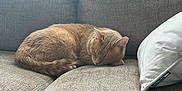 Chef Boyardee joined the competition — help win amazing prizes! cat, sleeping, couch, indoor, cozy, ginger_cat, pet, furniture, home, blanket, pillow, relaxation, window, daylight, domestic, fur, resting, comfort, living_room, quiet