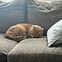 cat, sleeping, couch, indoor, cozy, ginger_cat, pet, furniture, home, blanket, pillow, relaxation, window, daylight, domestic, fur, resting, comfort, living_room, quiet