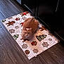 Chef Boyardee joined the competition — help win amazing prizes! cat, orange_cat, holiday_mat, gingerbread_man, christmas_tree, snowflake, flooring, wood_floor, kitchen, cabinet, dark_cabinet, pet, indoor, animal, feline, resting, cozy, decor, mat, loaf_position
