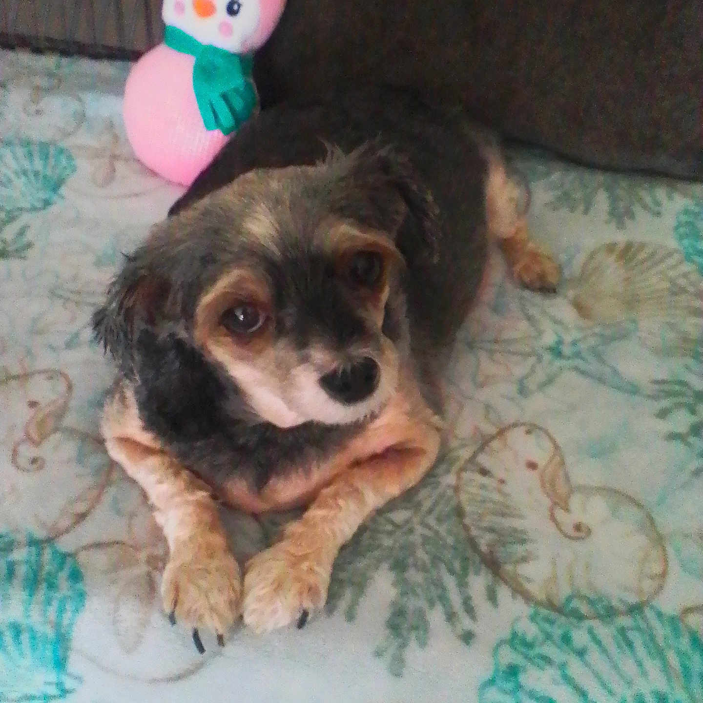 Kia is registered to the contest to win money with this photo: dog, puppy, pet, animal, small_dog, scruffy_fur, black_and_brown, lying_down, paws, portrait, indoors, blanket, bed, toy, snowman, pink_toy, patterned_fabric, cute, looking_at_camera, home
