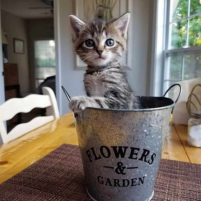 Mia joined the competition — help win amazing prizes! animal, bucket, cat, chair, curious, cute, domestic_cat, eyes, feline, fur, indoor, kitchen, kitten, metal_bucket, pet, plant, table, window, wooden_table, young_cat