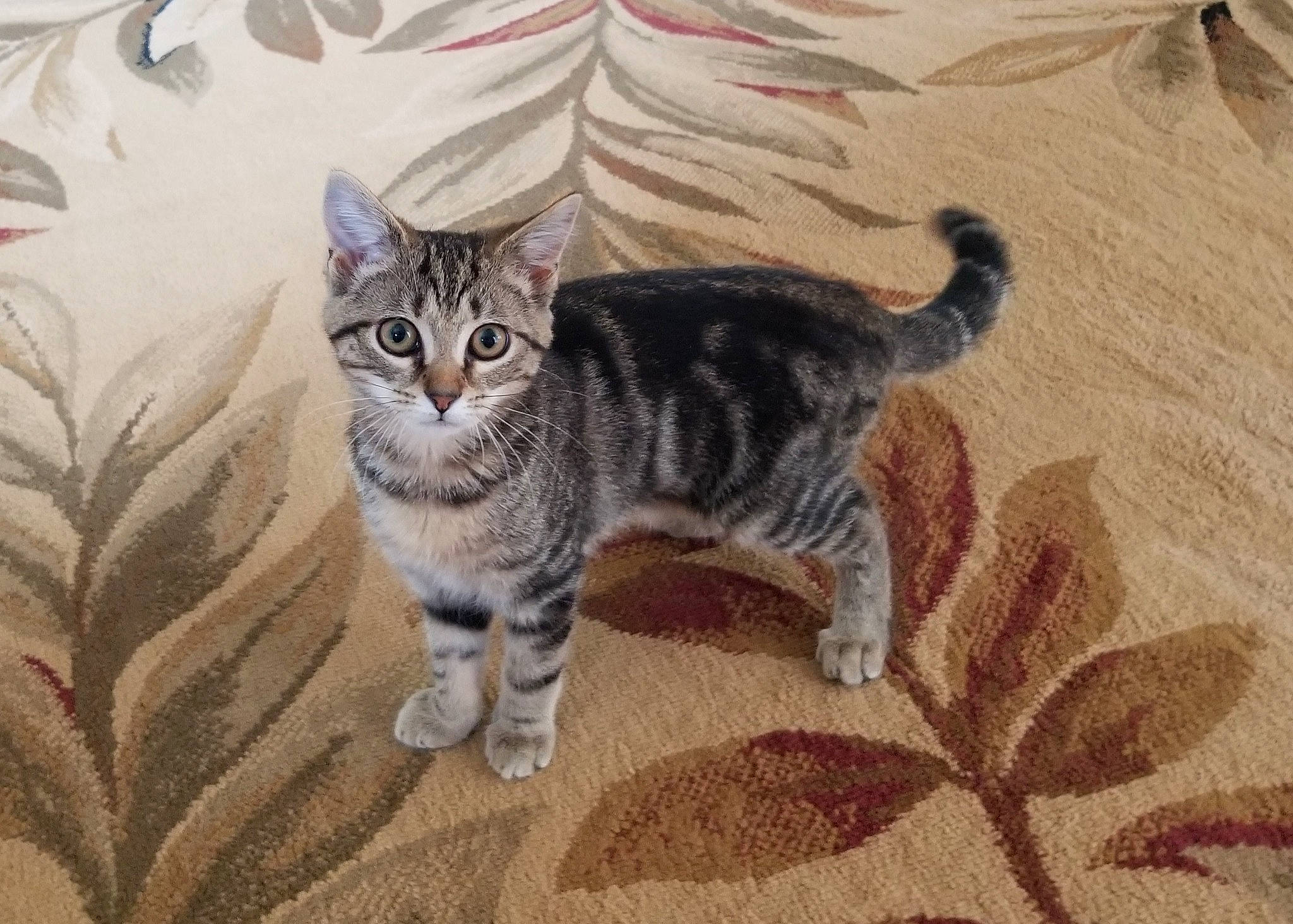 Mia joined the competition — help win amazing prizes! american_bobtail, american_shorthair, american_wirehair, arabian_mau, asian, australian_mist, california_spangled, carnivore, cat, domestic_short_haired_cat, dragon_li, european_shorthair, felidae, kitten, mammal, small_to_medium_sized_cats, tabby_cat, tail, vertebrate, whiskers