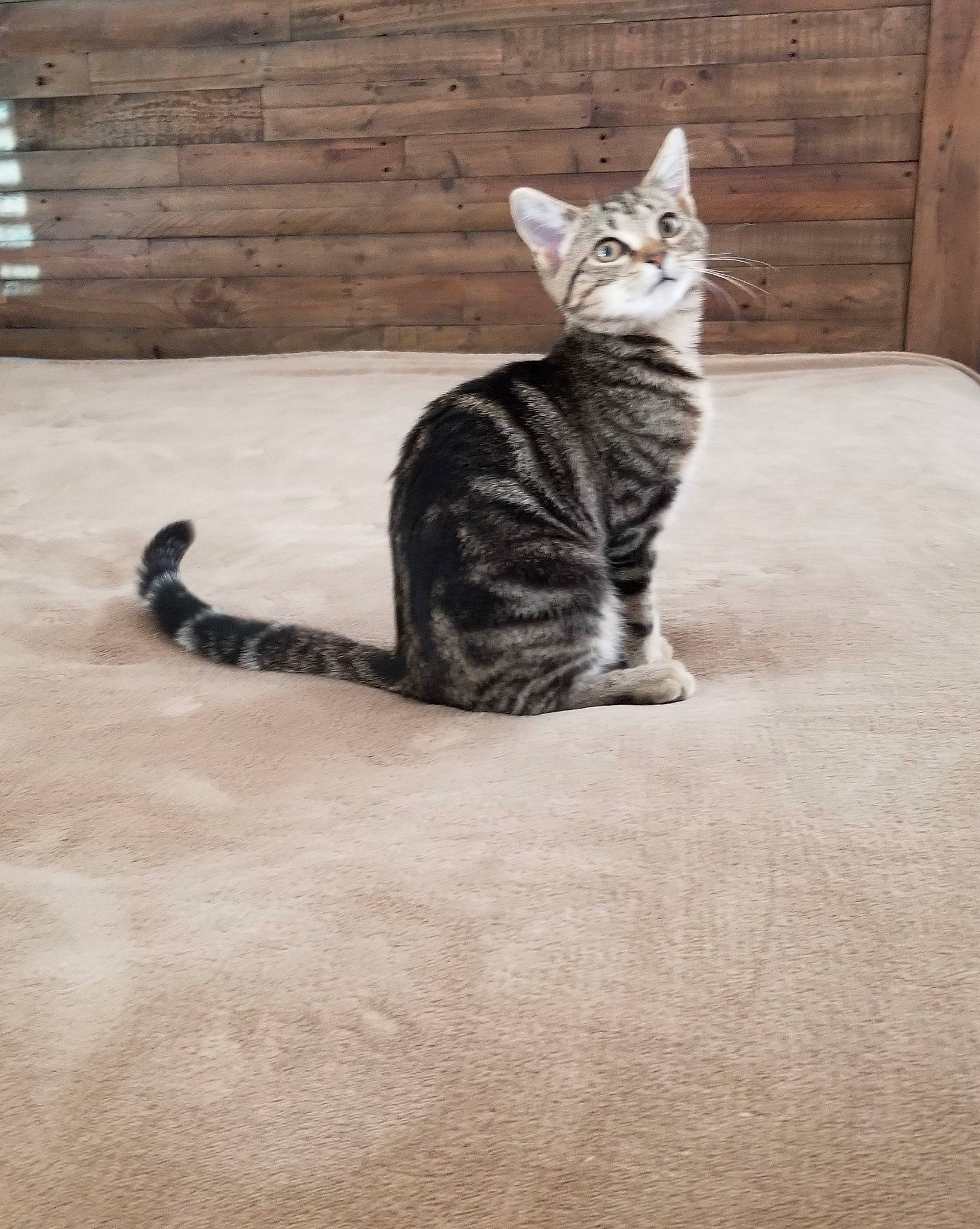Mia is registered to the contest to win money with this photo: american_shorthair, american_wirehair, arabian_mau, asian, carnivore, cat, domestic_short_haired_cat, dragon_li, egyptian_mau, european_shorthair, felidae, floor, kitten, mammal, small_to_medium_sized_cats, sokoke, tabby_cat, tail, vertebrate, whiskers