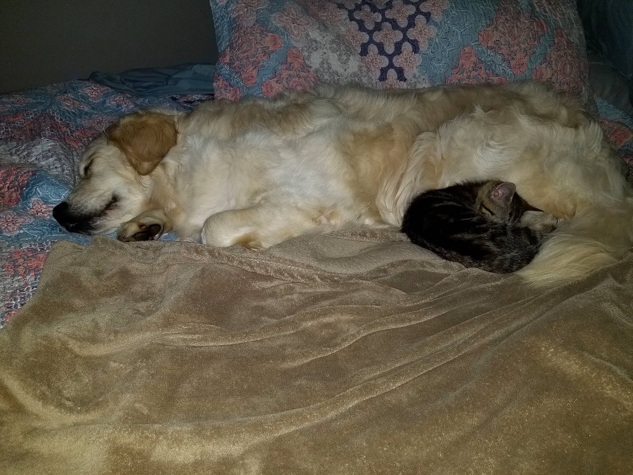 Mia is registered to the contest to win money with this photo: canidae, carnivore, companion_dog, dog, dog_breed, fawn, fur, labrador_retriever, nap, puppy, retriever, snout, sporting_group