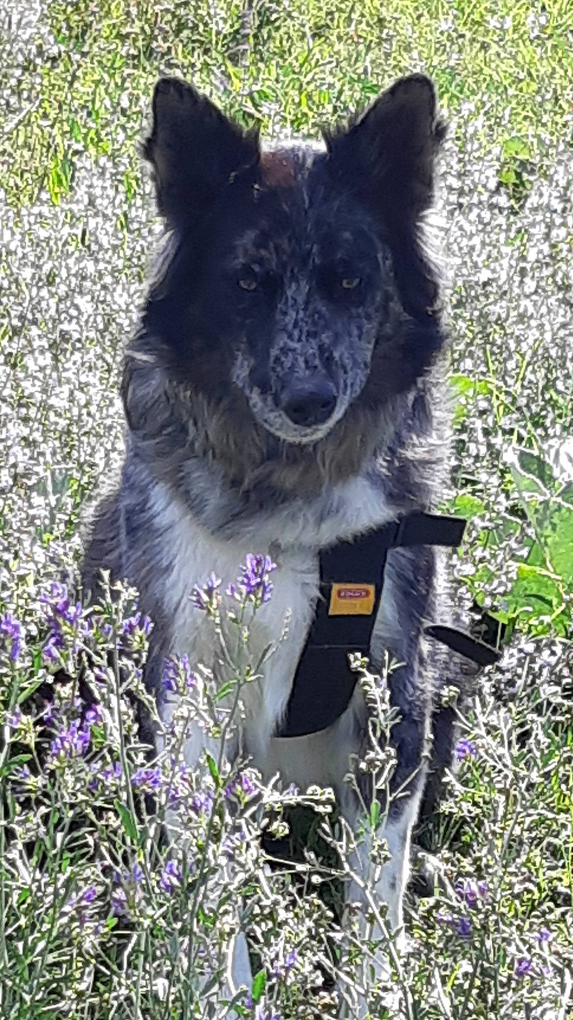 Youme participe au concours pour gagner de l'argent avec cette photo : canidae, carnivore, companion_dog, dog, dog_breed, dog_supply, fawn, flower, flowering_plant, fur, garden, grass, groundcover, herbaceous_plant, herding_dog, plant, schipperke, shrub, sporting_group, tail