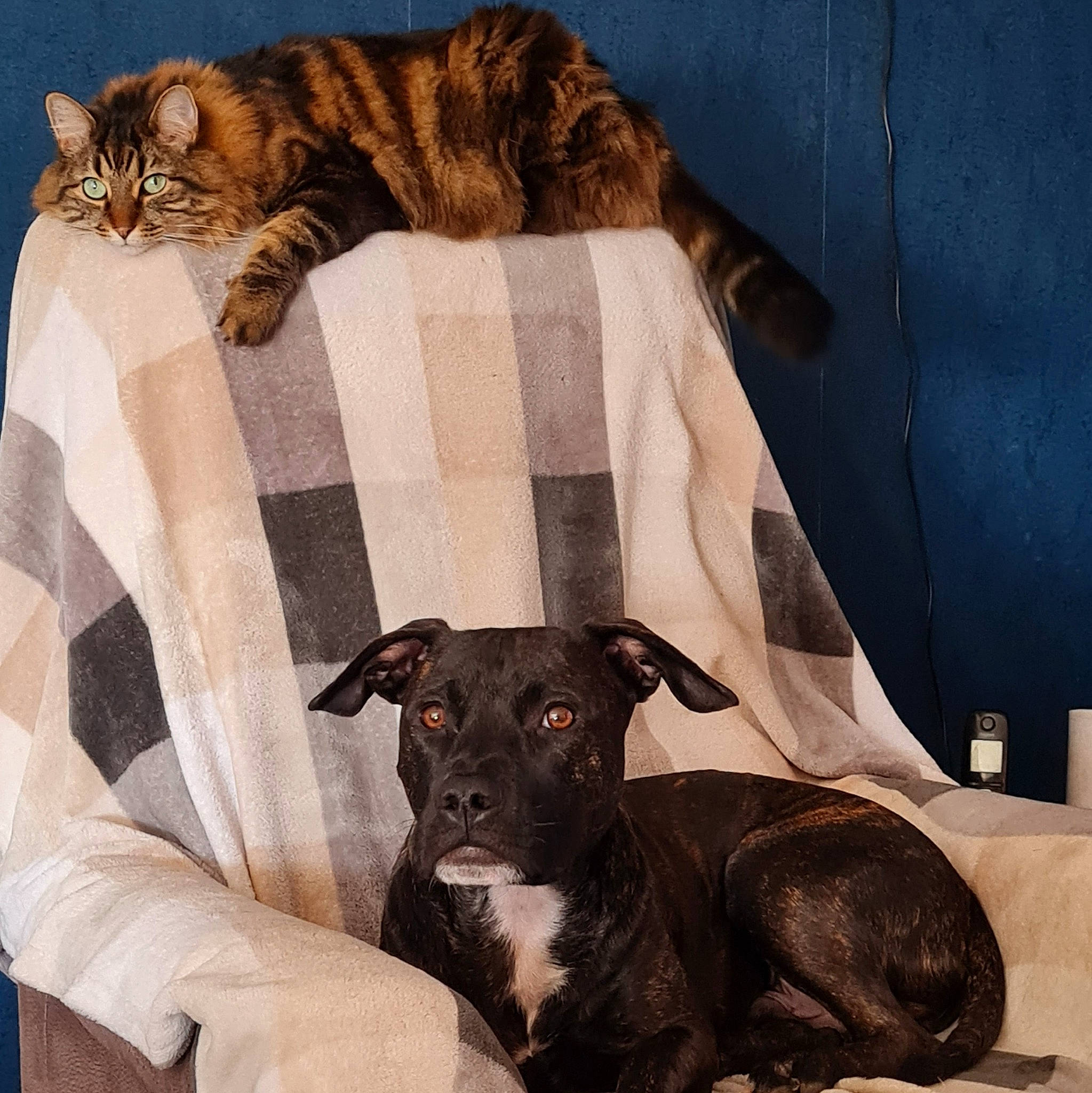 Pâtemolle participe au concours pour gagner de l'argent avec cette photo : carnivore, cat, comfort, companion_dog, dog, dog_breed, domestic_short_haired_cat, fawn, felidae, fur, grey, linens, mammal, pet_supply, small_to_medium_sized_cats, tail, terrestrial_animal, toy_dog, whiskers, working_animal