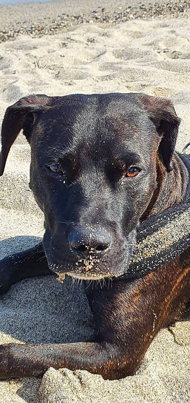 Pâtemolle participe au concours pour gagner de l'argent avec cette photo : borador, canidae, carnivore, collar, companion_dog, dog, dog_breed, dog_collar, fawn, fur, guard_dog, labrador_retriever, pet_supply, plant, snout, sporting_group, terrestrial_animal, whiskers, working_animal, working_dog