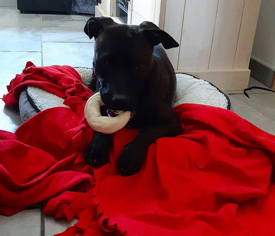Pâtemolle participe au concours pour gagner de l'argent avec cette photo : bean_bag, bed, canidae, carmine, carnivore, comfort, companion_dog, couch, dog, dog_breed, dog_supply, door, fawn, flooring, red, sleeve, snout, sporting_group, tail, working_animal