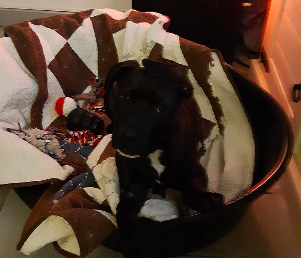 Pâtemolle a rejoint le concours — aidez-le/la à gagner de superbes lots ! bag, canidae, carmine, carnivore, comfort, companion_dog, dog, dog_breed, dog_supply, fawn, felidae, linens, mammal, paper_product, personal_protective_equipment, room, small_to_medium_sized_cats, sporting_group, t_shirt, working_animal