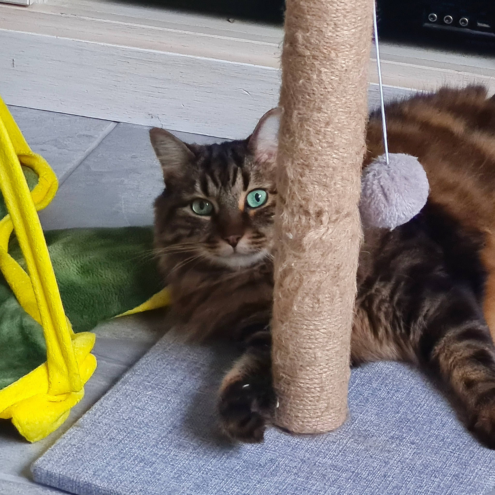 Miron participe au concours pour gagner de l'argent avec cette photo : asphalt, carnivore, cat, claw, comfort, domestic_short_haired_cat, fawn, felidae, fur, grey, paw, road_surface, sitting, small_to_medium_sized_cats, snout, tail, terrestrial_animal, vertebrate, whiskers