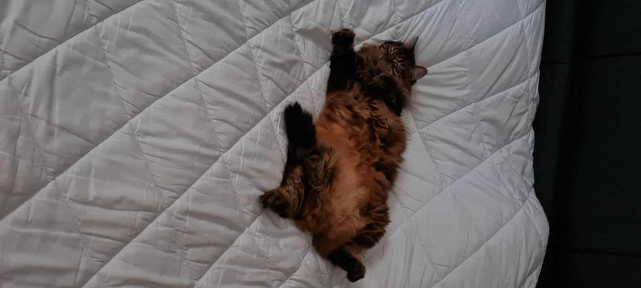 Miron participe au concours pour gagner de l'argent avec cette photo : bed, canidae, carnivore, comfort, companion_dog, dog, dog_breed, dog_supply, fawn, felidae, fur, liver, small_terrier, snout, sporting_group, tail, terrestrial_animal, terrier, toy_dog, working_animal