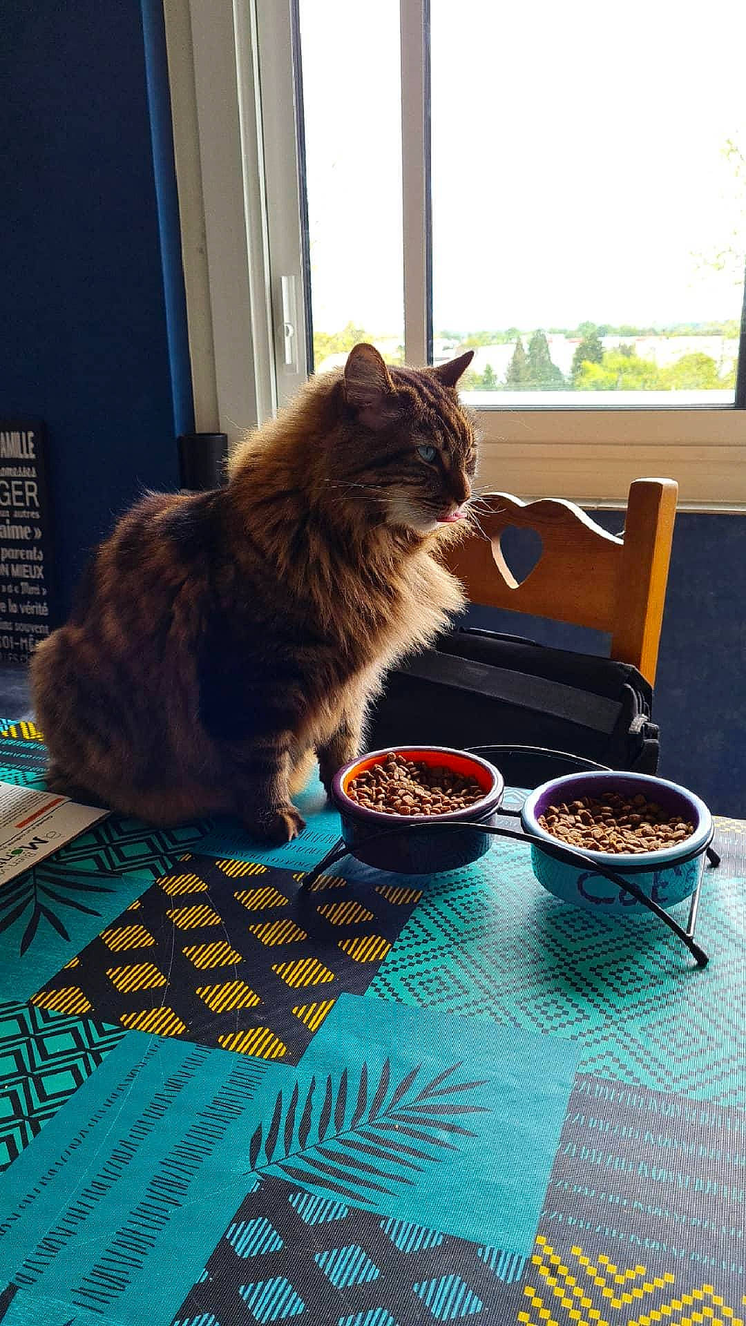 Miron participe au concours pour gagner de l'argent avec cette photo : bowl, carnivore, cat, cup, dishware, domestic_short_haired_cat, felidae, flooring, fur, ingredient, plate, serveware, sitting, small_to_medium_sized_cats, table, tableware, tail, whiskers, window, wood