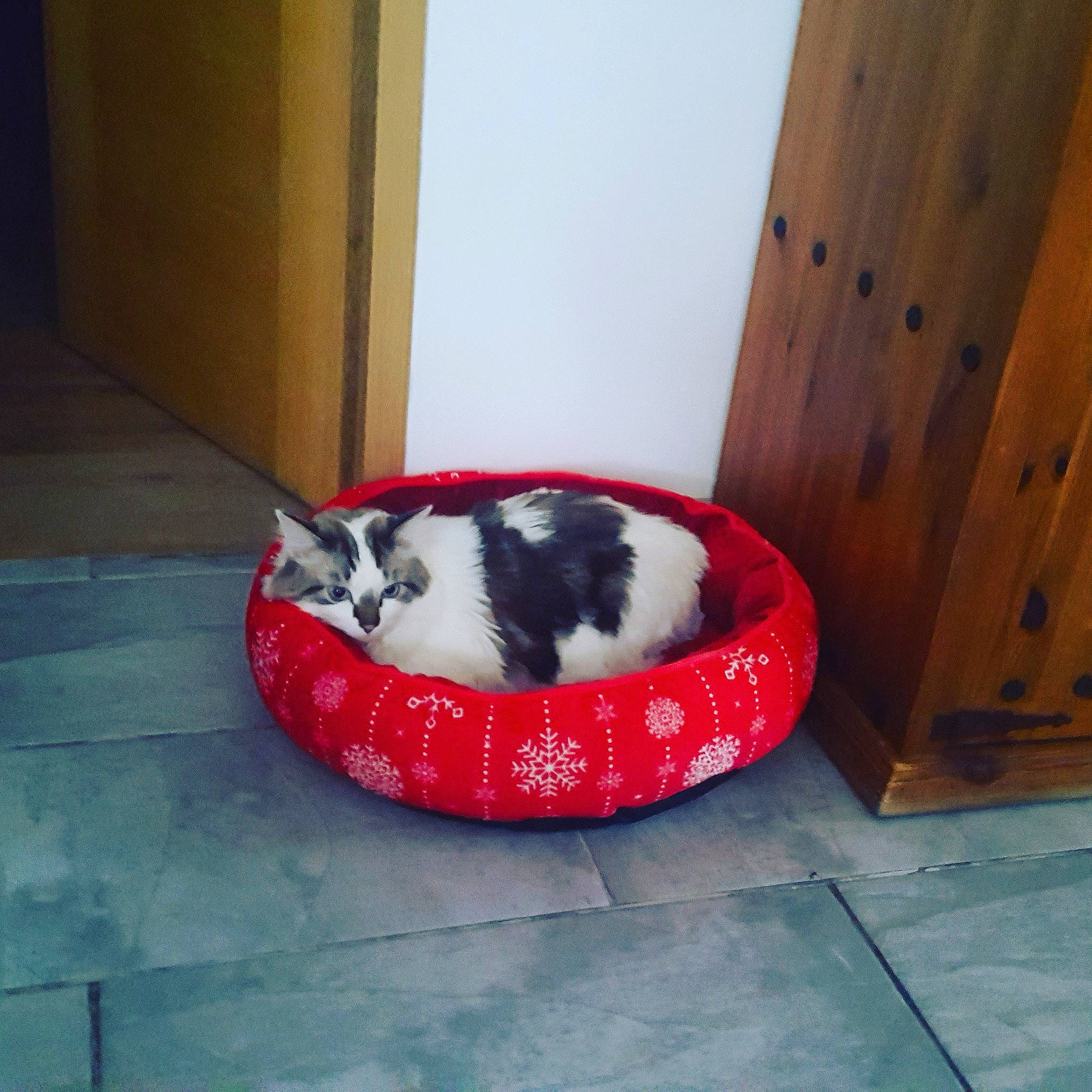 Pepito a rejoint le concours — aidez-le/la à gagner de superbes lots ! canidae, carnivore, cat, cat_supply, comfort, companion_dog, door, felidae, floor, flooring, foot, fur, hardwood, pet_supply, small_to_medium_sized_cats, tail, terrestrial_animal, whiskers, window, wood