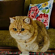 Chuck is registered to the contest to win money with this photo: bell, brown, cat, collar, couch, cozy, cute, domestic_animal, feline, floral, fluffy, fur, indoor, orange, pet, pillow, table, whiskers, white, wide_eyes