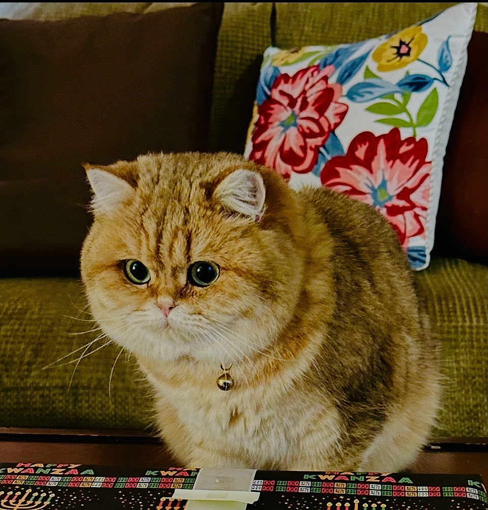 Chuck is registered to the contest to win money with this photo: bell, brown, cat, collar, couch, cozy, cute, domestic_animal, feline, floral, fluffy, fur, indoor, orange, pet, pillow, table, whiskers, white, wide_eyes