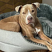Scout joined the competition — help win amazing prizes! dog, pet_bed, indoor, tan_dog, white_markings, relaxed, canine, furniture, cozy, portrait, animal, mammal, ears, snout, paw, resting, looking, household, comfort, calm