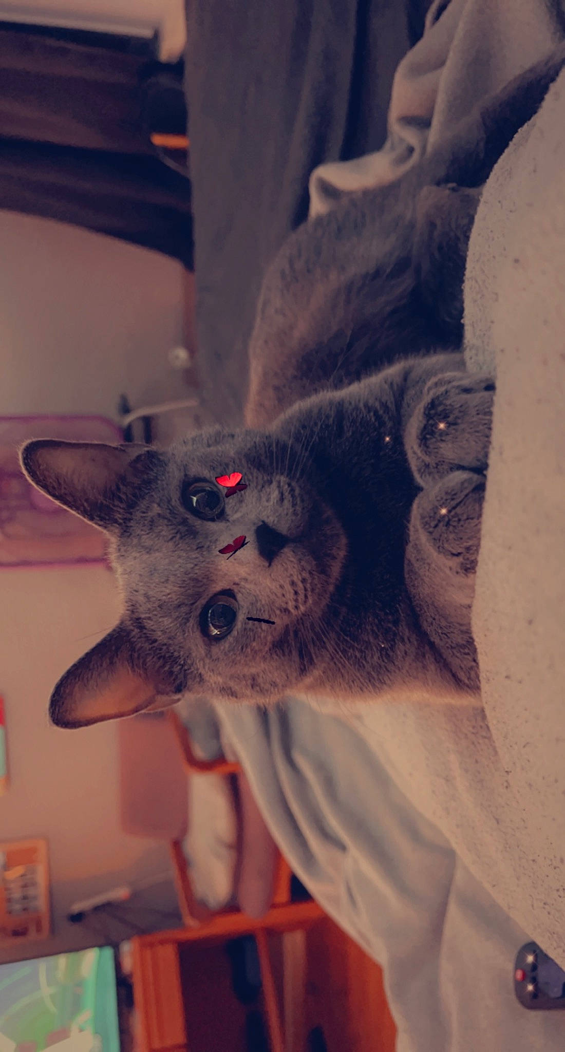 Tenzin joined the competition — help win amazing prizes! carmine, carnivore, cat, domestic_short_haired_cat, ear, fawn, felidae, fur, grey, mammal, room, selfie, small_to_medium_sized_cats, snout, stuffed_toy, tail, tree, vertebrate, whiskers, wool