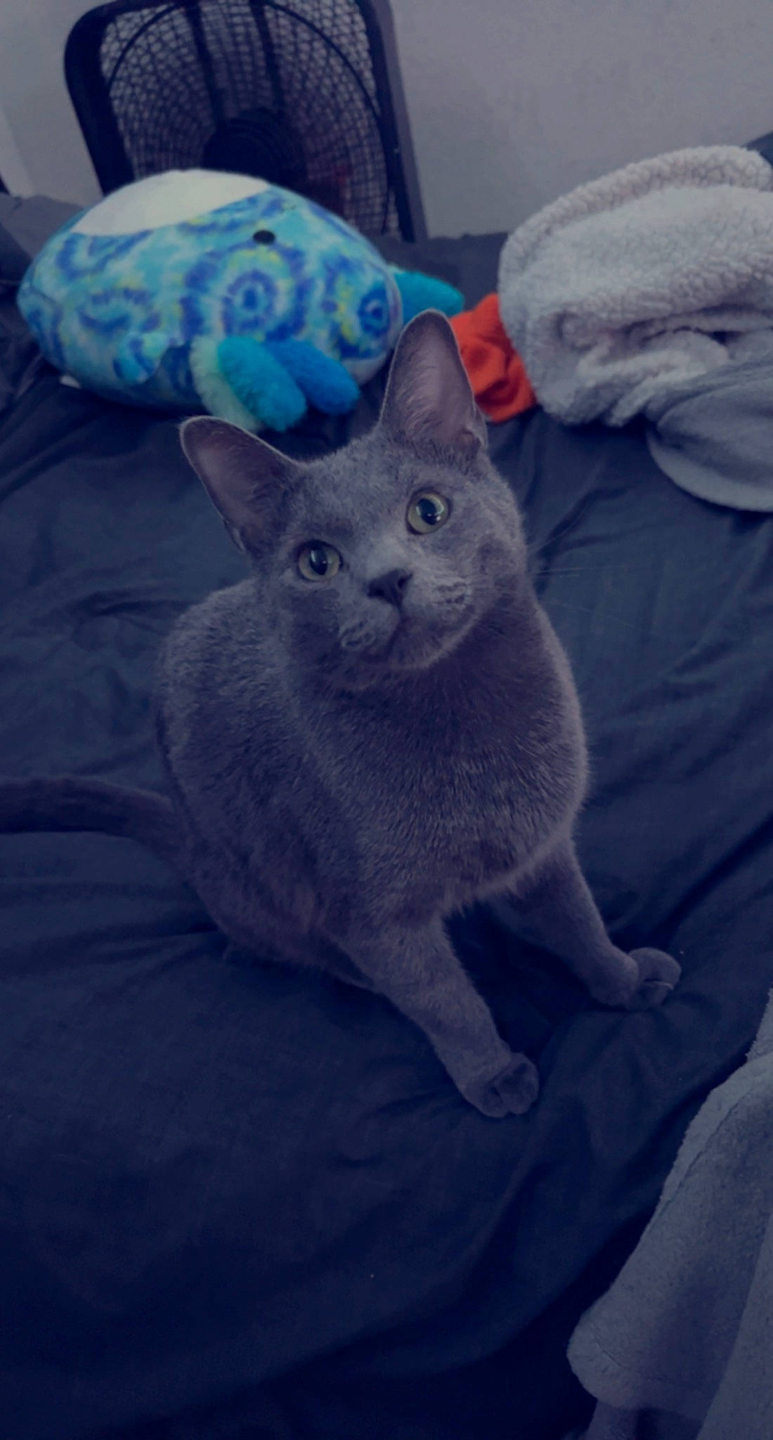 Tenzin is registered to the contest to win money with this photo: carnivore, cat, cloud, comfort, domestic_short_haired_cat, electric_blue, felidae, fur, grey, linens, nap, paw, sitting, sleeve, small_to_medium_sized_cats, snout, sportswear, tail, whiskers, wool