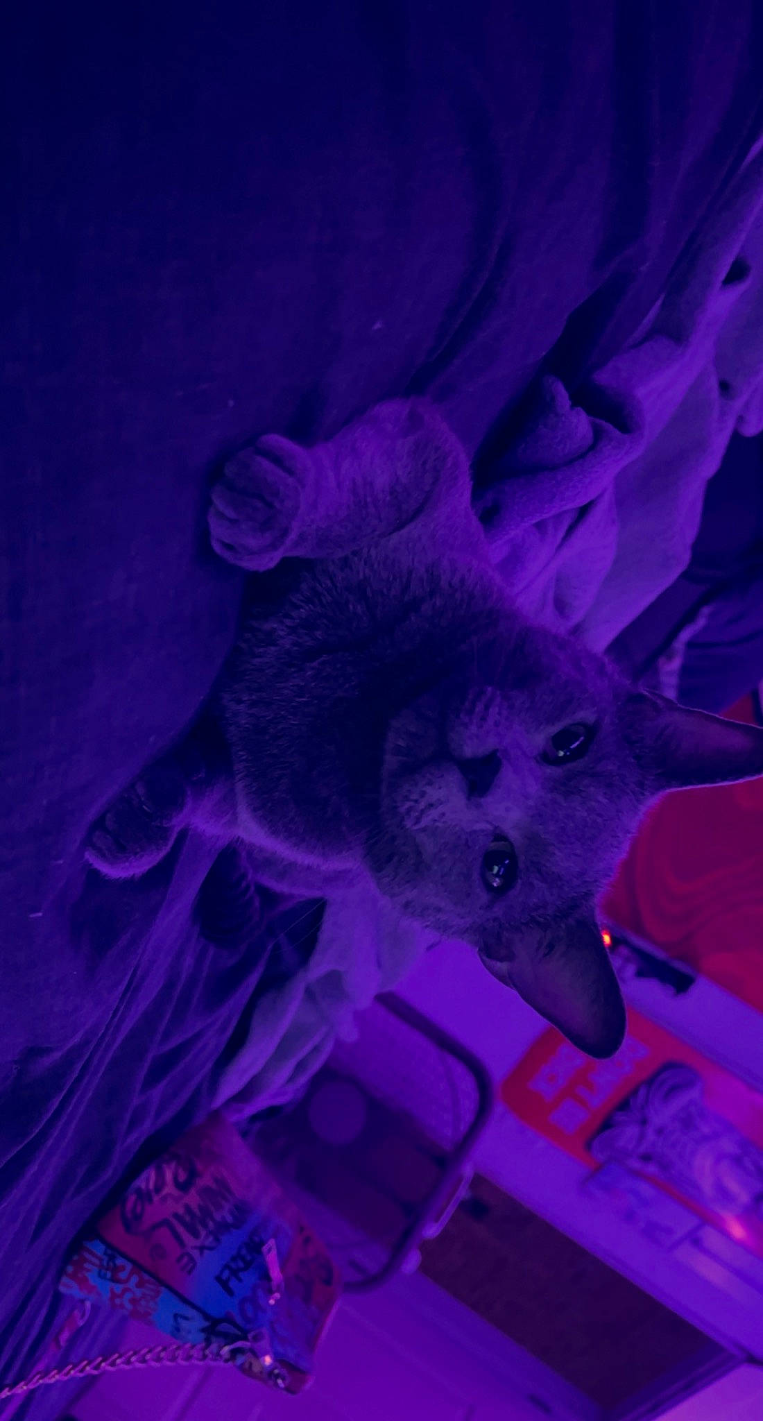 Tenzin is registered to the contest to win money with this photo: art, darkness, electric_blue, entertainment, event, felidae, fictional_character, fur, magenta, night, purple, small_to_medium_sized_cats, snout, tail, violet, whiskers, wildlife