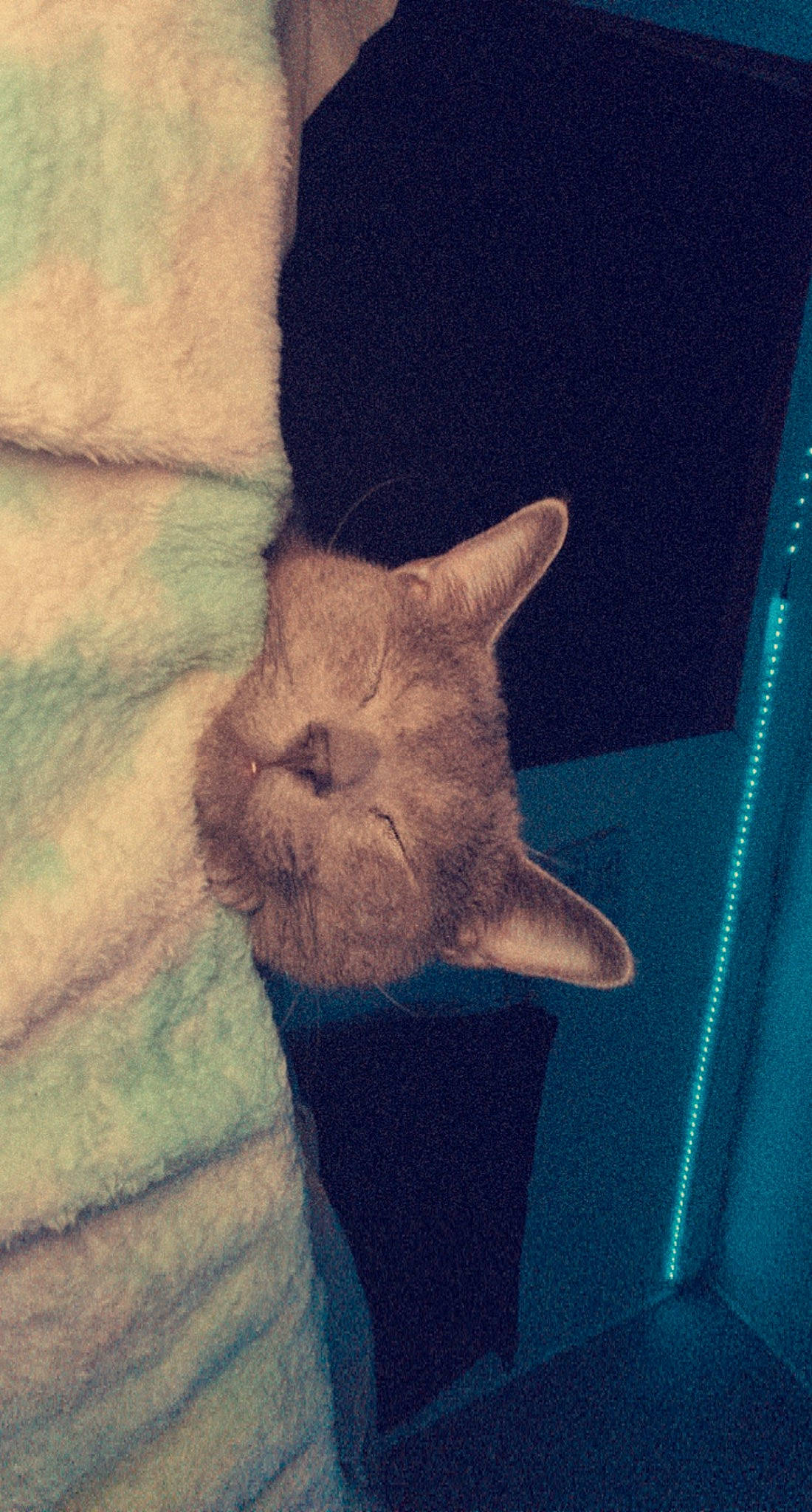 Tenzin is registered to the contest to win money with this photo: art, carnivore, cat, cloud, comfort, couch, electric_blue, fawn, felidae, grey, human_leg, leg, mammal, sky, small_to_medium_sized_cats, snout, tail, vertebrate, whiskers, window