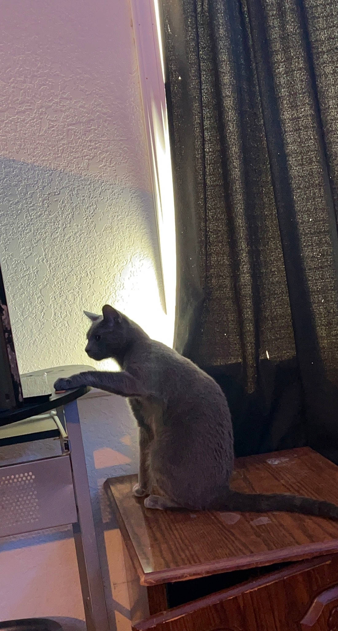 Tenzin joined the competition — help win amazing prizes! carnivore, cat, comfort, curtain, domestic_short_haired_cat, felidae, flooring, grey, hardwood, mammal, small_to_medium_sized_cats, table, tail, tints_and_shades, whiskers, window, window_blind, window_covering, window_treatment, wood