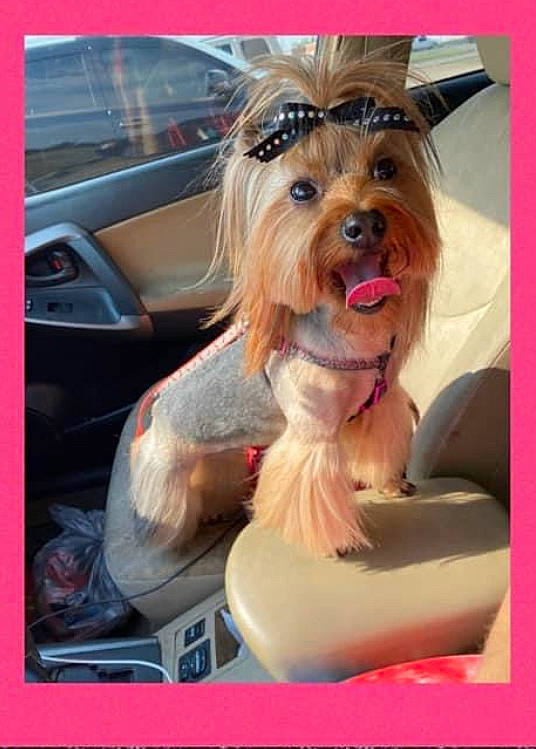 Liliana joined the competition — help win amazing prizes! car, carnivore, collar, companion_dog, dog, dog_breed, dog_clothes, dog_supply, fashion_accessory, fur, liver, recipe, sitting, small_terrier, snout, terrier, toy_dog, vehicle, vehicle_door, working_animal
