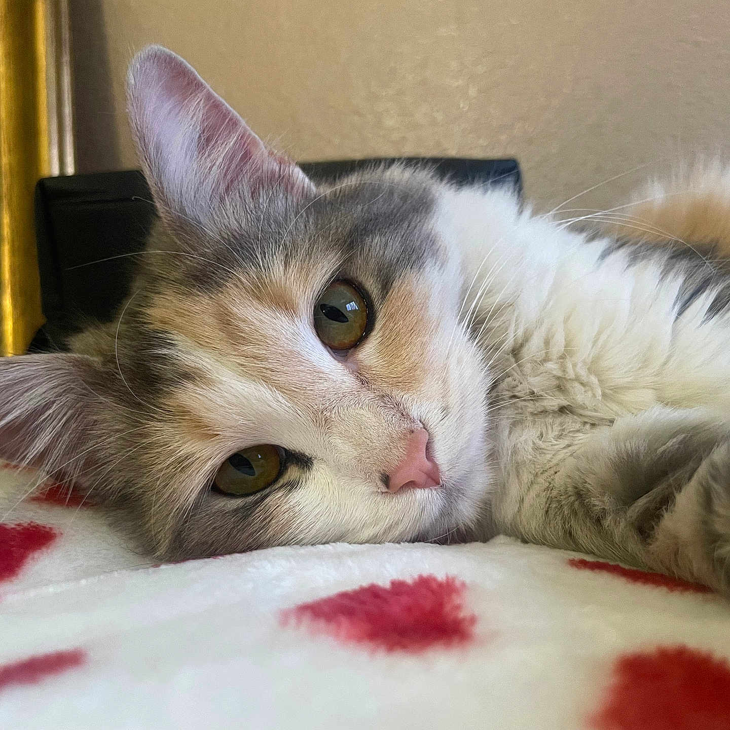 Luna is registered to the contest to win money with this photo: abyssinian, angora, animal, blanket, cat, chair, computer, couch, cushion, electronics, furniture, homedecor, indoors, kitten, laptop, manx, pc, person, pet, siamese