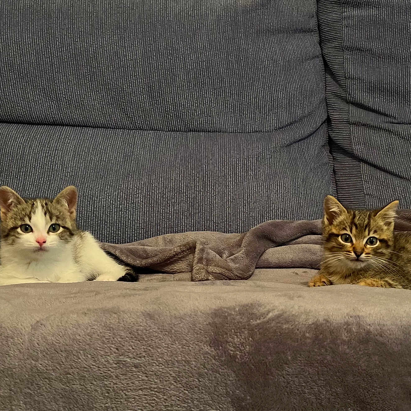 Belle Et Tache a rejoint le concours — aidez-le/la à gagner de superbes lots ! animal, blanket, cat, couch, cozy, cute, domestic, ears, eyes, feline, fur, indoor, kitten, living_room, pet, resting, small, two, whiskers, young