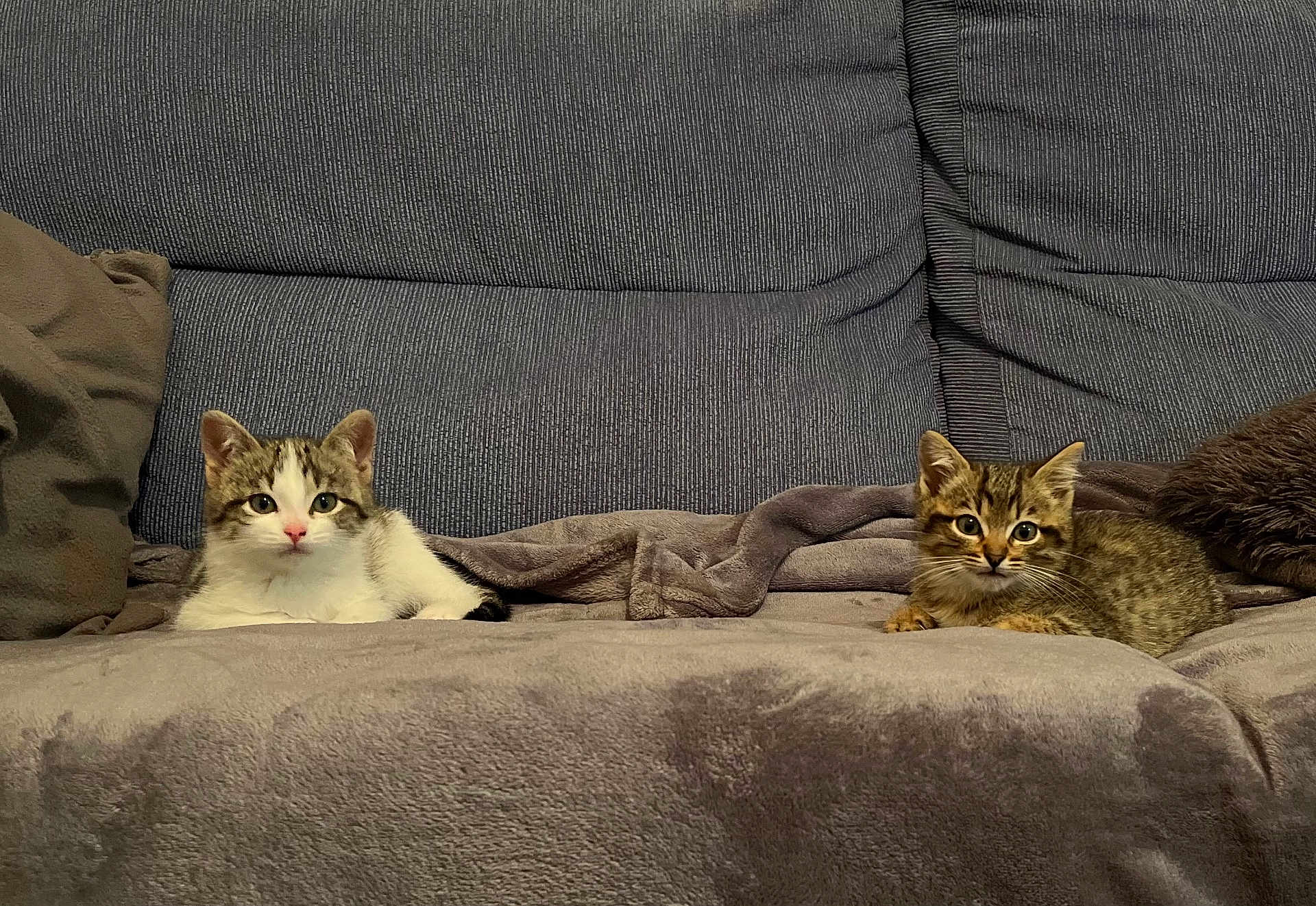 Belle Et Tache a rejoint le concours — aidez-le/la à gagner de superbes lots ! kitten, cat, animal, pet, feline, indoor, couch, blanket, cozy, cute, small, fur, whiskers, ears, eyes, resting, living_room, domestic, two, young