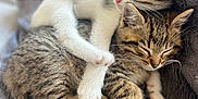 Belle Et Tache participe au concours pour gagner de l'argent avec cette photo : kitten, cat, sleeping, snuggling, cozy, blanket, furry, pets, cute, tabby, white_paws, indoor, resting, animal, soft_texture, adorable, close_up, young, cuddle, feline