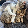 kitten, cat, sleeping, snuggling, cozy, blanket, furry, pets, cute, tabby, white_paws, indoor, resting, animal, soft_texture, adorable, close_up, young, cuddle, feline