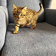 Belle Et Tache a rejoint le concours — aidez-le/la à gagner de superbes lots ! kitten, cat, tabby, feline, pet, animal, indoor, chair, furniture, gray, curious, walking, young, cute, whiskers, ears, paw, eyes, striped, small