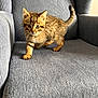 kitten, cat, tabby, feline, pet, animal, indoor, chair, furniture, gray, curious, walking, young, cute, whiskers, ears, paw, eyes, striped, small