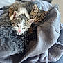 Belle Et Tache a rejoint le concours — aidez-le/la à gagner de superbes lots ! kitten, cat, sleeping, cozy, blanket, soft, fur, pet, animal, cute, snuggle, indoor, resting, young, domestic_animal, tabby, gray, white, closeup, relax