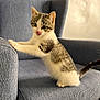 Belle Et Tache participe au concours pour gagner de l'argent avec cette photo : kitten, cat, pet, feline, animal, indoor, blue_chair, furniture, tongue_out, curious, young_cat, striped_fur, white_fur, paw, whiskers, ears, tail, sitting, cozy, cute