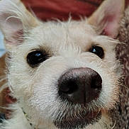 Scruffles is registered to the contest to win money with this photo: dog, close_up, pet, animal, fur, nose, ears, eyes, whiskers, face, curious, indoor, cozy, portrait, fluffy, canine, muzzle, friend, companion, cute
