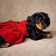 Lior is registered to the contest to win money with this photo: adorable, animal, background, black_and_tan, clothing, cute, dog, fashion, fur, indoor, laying_down, looking_at_camera, pet, portrait, puppy, red_dress, small_dog, soft_lighting, studio, young_dog