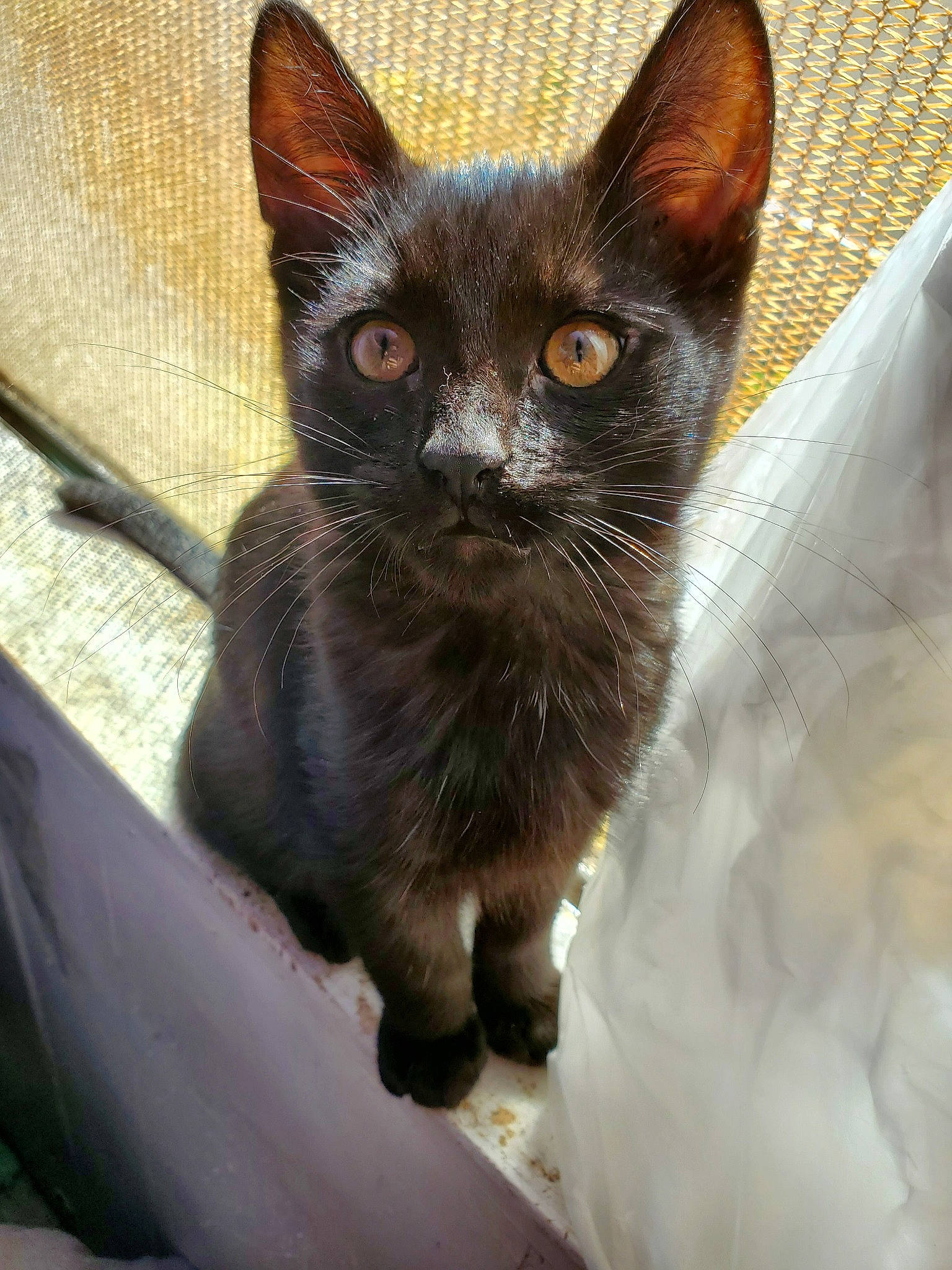 Night joined the competition — help win amazing prizes! asian, black_cat, burmese, carnivore, cat, devon_rex, domestic_short_haired_cat, felidae, german_rex, javanese, kitten, mammal, ojos_azules, oriental_longhair, small_to_medium_sized_cats, snout, thai, tonkinese, vertebrate, whiskers