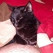 Blackie joined the competition — help win amazing prizes! black_cat, cat, sleeping, blanket, red_blanket, beige_blanket, fur, whiskers, pet, cozy, indoor, resting, human_belly, hairy_skin, close_up, cute, relaxed, animal, snuggled, nap