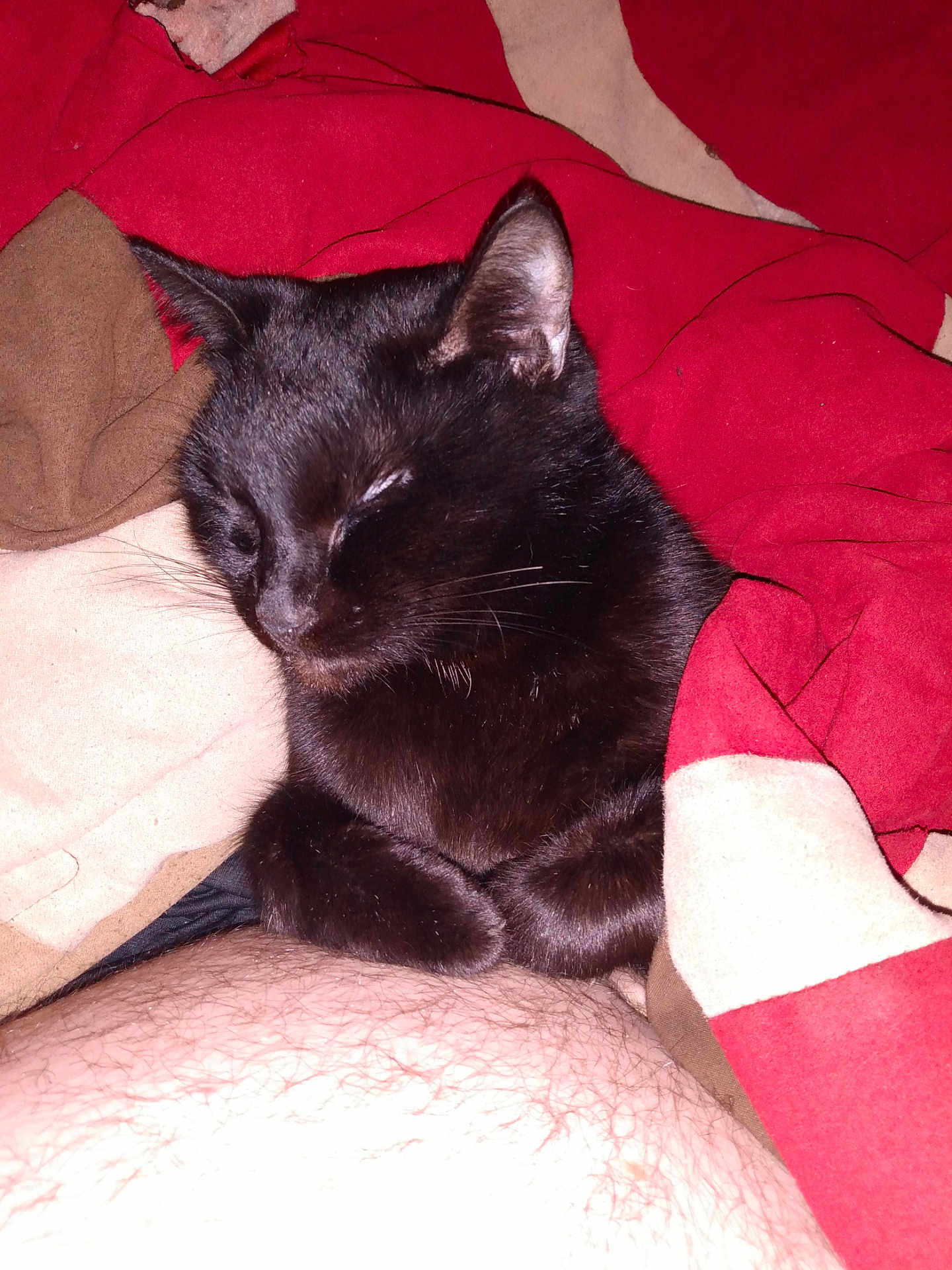 Blackie joined the competition — help win amazing prizes! black_cat, cat, sleeping, blanket, red_blanket, beige_blanket, fur, whiskers, pet, cozy, indoor, resting, human_belly, hairy_skin, close_up, cute, relaxed, animal, snuggled, nap