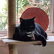 Dulce-Dulcenea is registered to the contest to win money with this photo: cat, black_cat, cat_tree, window, greenery, indoor, pet, animal, relaxing, toy, feather_toy, scratching_post, feline, houseplant, daylight, red_decoration, sill, cozy, resting, domestic_cat