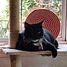 cat, black_cat, cat_tree, window, greenery, indoor, pet, animal, relaxing, toy, feather_toy, scratching_post, feline, houseplant, daylight, red_decoration, sill, cozy, resting, domestic_cat