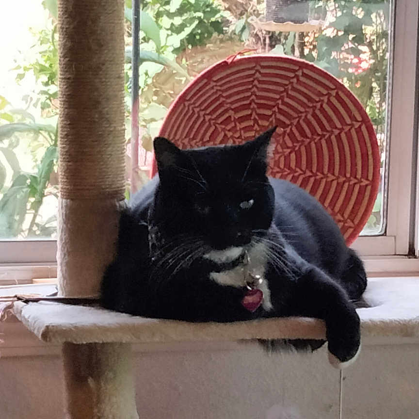 Dulce-Dulcenea is registered to the contest to win money with this photo: cat, black_cat, cat_tree, window, greenery, indoor, pet, animal, relaxing, toy, feather_toy, scratching_post, feline, houseplant, daylight, red_decoration, sill, cozy, resting, domestic_cat