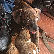 Anastasia joined the competition — help win amazing prizes! puppy, dog, toy, stuffed_animal, squirrel_toy, wooden_floor, jeans, sneakers, black_shoes, brindle_coat, pet, playful, cute, indoor, animal, paw, tongue_out, leash, closeup, young_dog