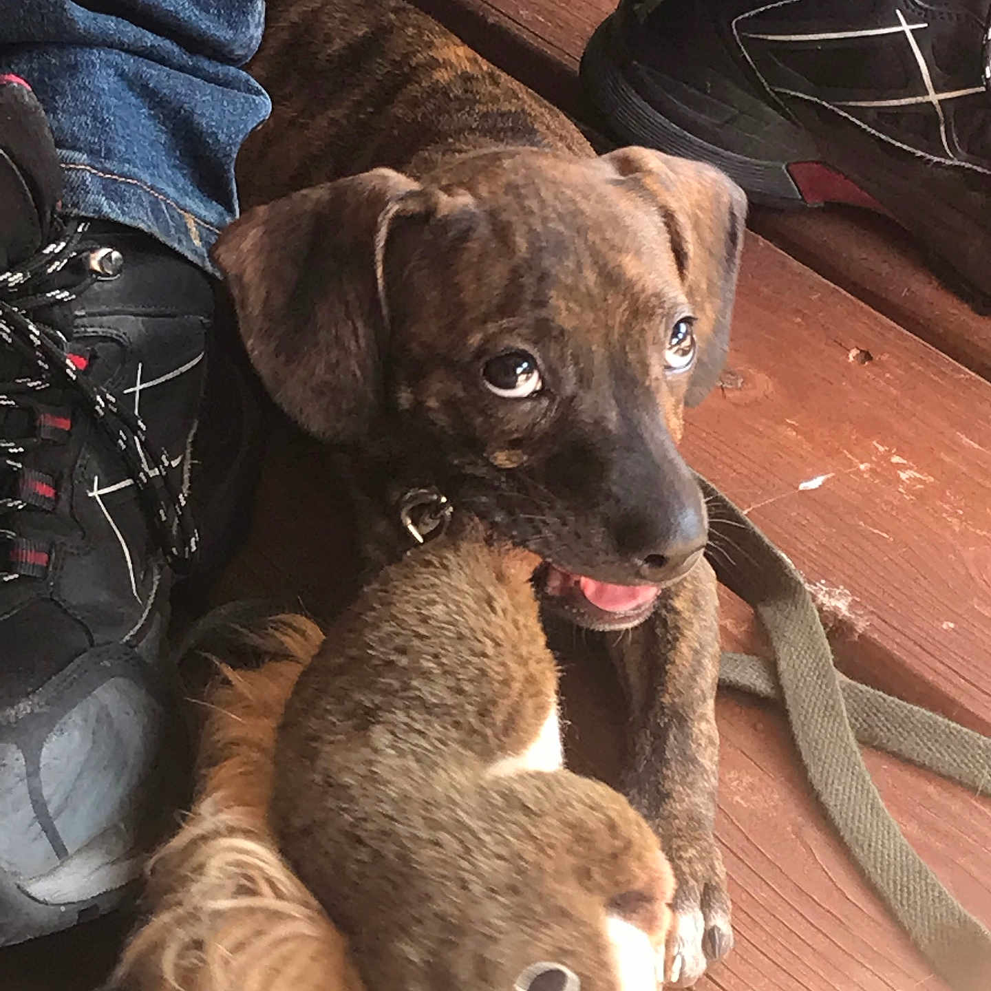 Anastasia joined the competition — help win amazing prizes! puppy, dog, toy, stuffed_animal, squirrel_toy, wooden_floor, jeans, sneakers, black_shoes, brindle_coat, pet, playful, cute, indoor, animal, paw, tongue_out, leash, closeup, young_dog
