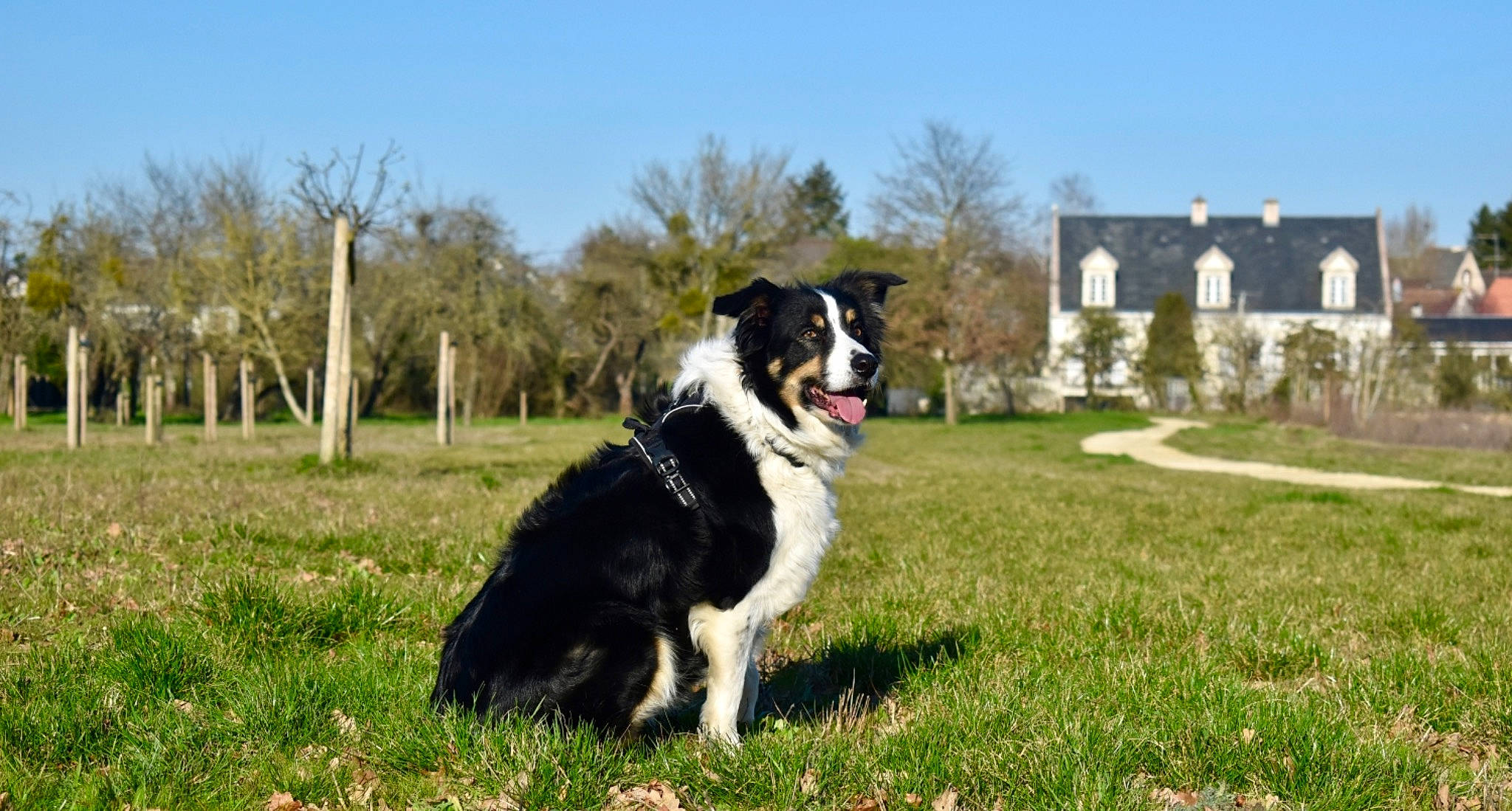 Henjie a rejoint le concours — aidez-le/la à gagner de superbes lots ! australian_collie, ball, border_collie, building, carnivore, chair, collar, companion_dog, dog, dog_breed, dog_collar, grass, herding_dog, plant, sky, snout, sporting_group, tail, tree, window