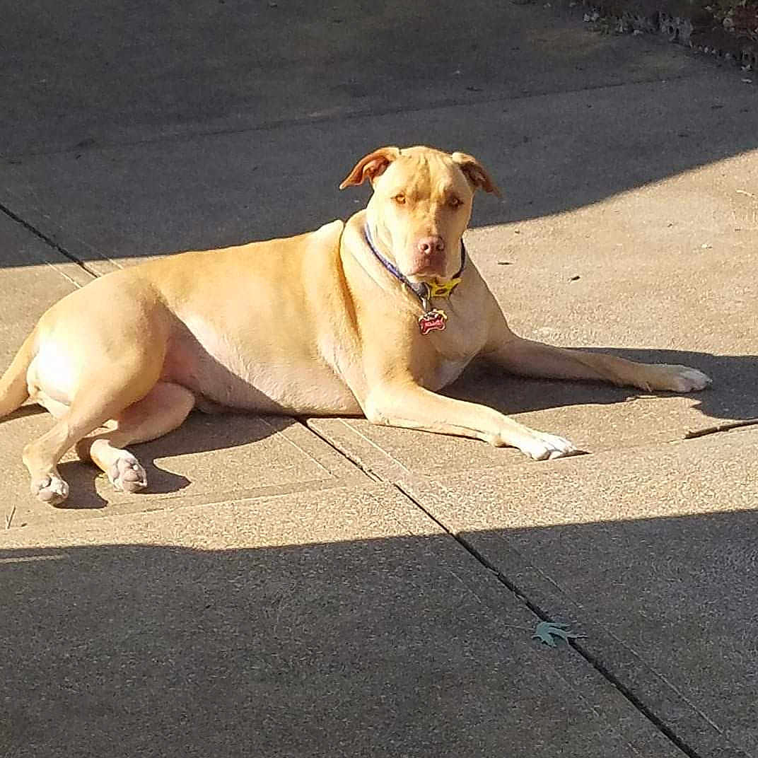 Nilla joined the competition — help win amazing prizes! alert, animal, backyard, collar, concrete, daylight, dog, domestic_animal, driveway, lying_down, nature, outdoor, pavement, pet, quiet, relaxed, shadow, summer, sunlight, tan_dog