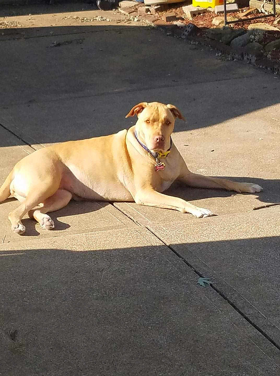 Nilla joined the competition — help win amazing prizes! dog, tan_dog, concrete, driveway, sunlight, shadow, outdoor, pet, collar, lying_down, relaxed, alert, pavement, animal, daylight, backyard, summer, nature, domestic_animal, quiet